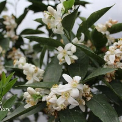 _sinensis Moro nuc-fill-400x400
